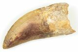 Serrated, 2.3" Carcharodontosaurus Tooth - Real Dinosaur Tooth - #192796-1